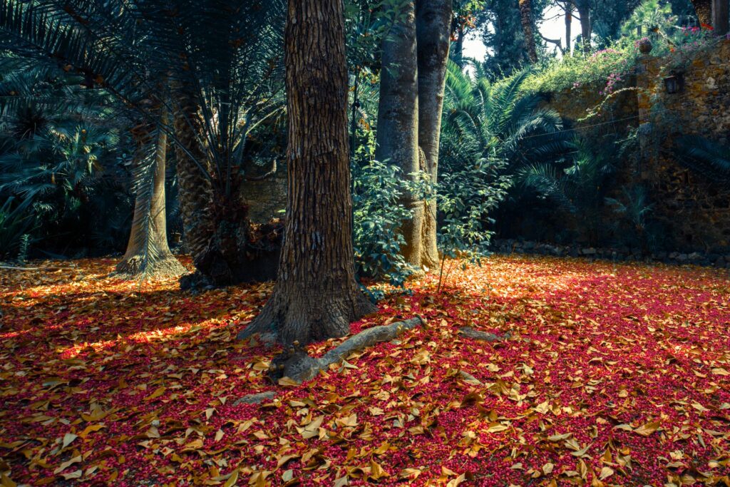 garden giardino orto botanico corsini Libro fotografico "DISORDINARIA" 30x45 cm buono regalo fotolibro fotografico buono regalo fotolibro fotografico