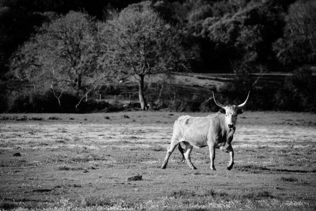 butteri parco naturale maremma 7 Libro fotografico "I BUTTERI E IL PARCO DELLA MAREMMA" 30x45 cm buono regalo fotolibro fotografico buono regalo fotolibro fotografico