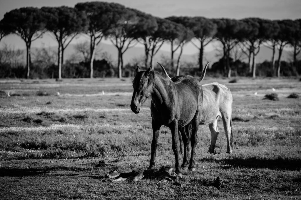 butteri parco naturale maremma 8 Libro fotografico "I BUTTERI E IL PARCO DELLA MAREMMA" 30x45 cm buono regalo fotolibro fotografico buono regalo fotolibro fotografico