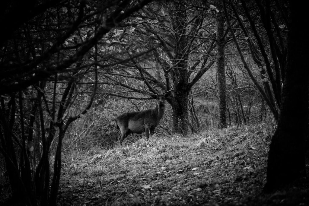 maremma selvaggia wild 1 Libro fotografico "MAREMMA SELVAGGIA" 20x30 cm buono regalo fotolibro fotografico buono regalo fotolibro fotografico